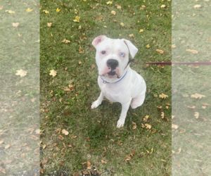 American Bulldog-Unknown Mix Dogs for adoption in Newfield, NJ, USA