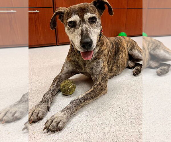 Medium Photo #1 Plott Hound-Unknown Mix Puppy For Sale in Virginia Beach, VA, USA