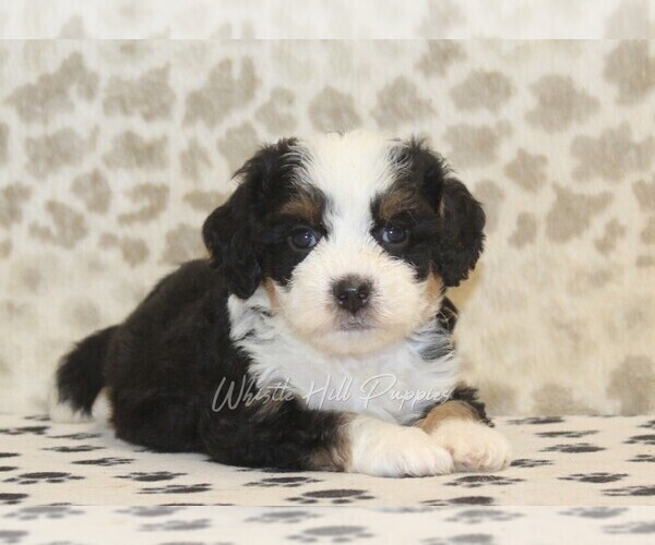 Medium Photo #2 Miniature Bernedoodle Puppy For Sale in DENVER, PA, USA