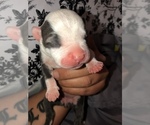 Puppy 7 American Pit Bull Terrier