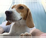 Small #8 Beagle