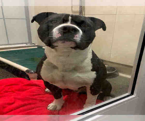 Medium Photo #1 American Pit Bull Terrier-Unknown Mix Puppy For Sale in Berkeley , CA, USA