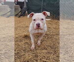 Small #4 American Pit Bull Terrier Mix