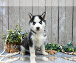 Puppy Maggie Siberian Husky