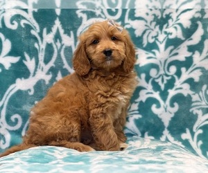 Goldendoodle Puppy for sale in LAKELAND, FL, USA