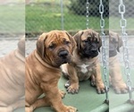 Small #4 Boerboel