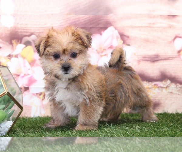 Medium Photo #2 Shorkie Tzu Puppy For Sale in MARIETTA, GA, USA