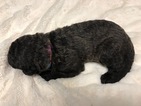 Small Photo #2 Chesa-Poo Puppy For Sale in ENGLEWOOD, FL, USA