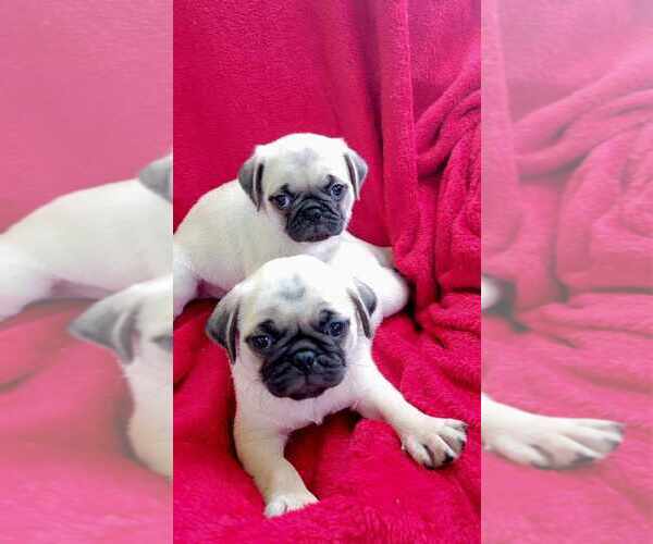 Medium Photo #1 Pug Puppy For Sale in OCALA, FL, USA