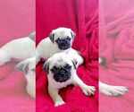 Small Photo #1 Pug Puppy For Sale in OCALA, FL, USA