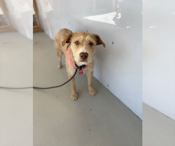 Medium Photo #2 Mutt Puppy For Sale in Studio City, CA, USA