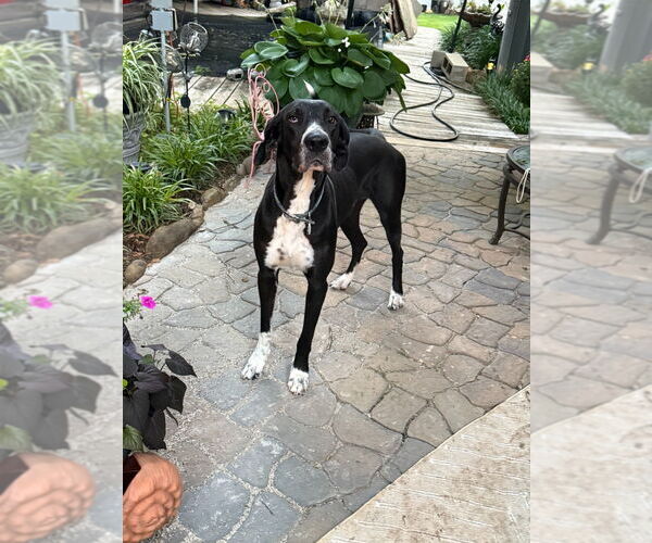 Medium Photo #9 Great Dane Puppy For Sale in Bullard, TX, USA