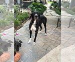 Small #8 Great Dane