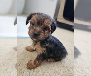 Yorkshire Terrier Puppy for sale in SALEM, OR, USA