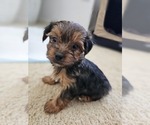 Image preview for Ad Listing. Nickname: Charlie