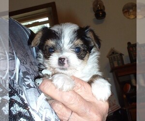 Yorkshire Terrier Puppy for sale in JAMAICA, IA, USA