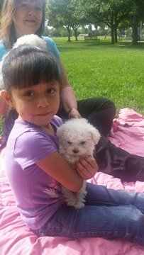 Medium Photo #2 Bichon Frise Puppy For Sale in EUGENE, OR, USA