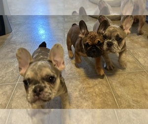 French Bulldog Puppy for sale in STOCKTON, CA, USA