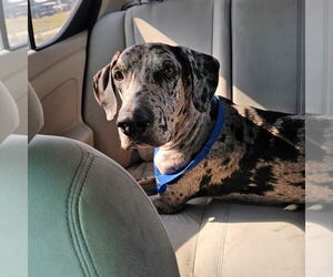 Great Dane Dogs for adoption in Bullard, TX, USA