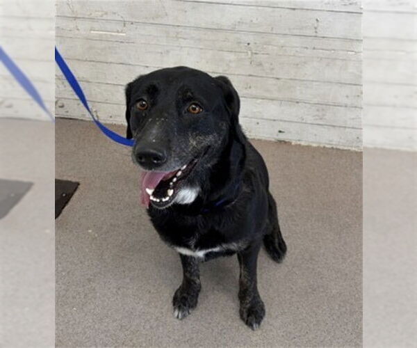 Medium Photo #1 Labrador Retriever-Unknown Mix Puppy For Sale in San Bernardino, CA, USA