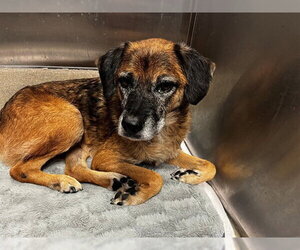 German Shepherd Dog-Unknown Mix Dogs for adoption in Fort Lauderdale, FL, USA