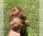 Puppy Sandy F2 Aussiedoodle
