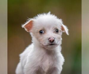 Poodle (Miniature)-Unknown Mix Dogs for adoption in San Diego, CA, USA
