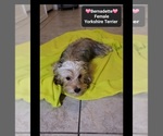 Small #2 Yorkshire Terrier