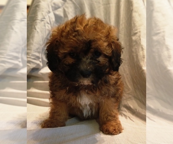 Medium Photo #2 Maltipoo (Toy) Puppy For Sale in BURLINGTON, MA, USA