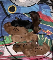 Dachshund Puppy for sale in MC ALISTERVILLE, PA, USA
