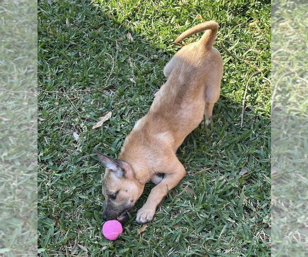 Medium Photo #2 German Shepherd Dog-Unknown Mix Puppy For Sale in Lakewood, CO, USA