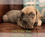 Puppy Lime Collar M Cane Corso