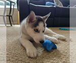 Small Photo #51 Siberian Husky Puppy For Sale in KING GEORGE, VA, USA