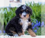 Small #1 Bernedoodle (Miniature)
