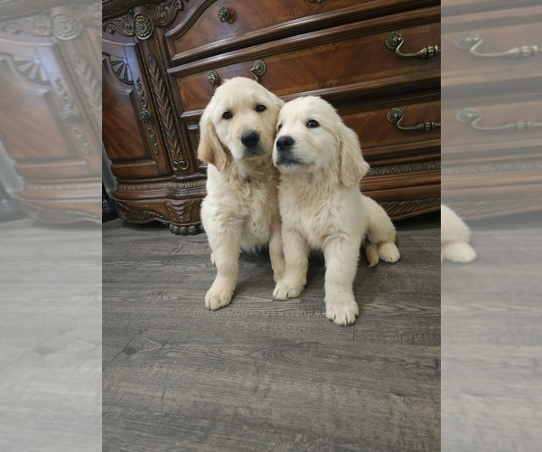 Medium Photo #6 Golden Retriever Puppy For Sale in ELVERTA, CA, USA