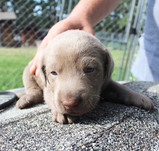 Medium Photo #1 Labrador Retriever Puppy For Sale in RAPID CITY, SD, USA