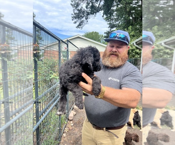 Medium Photo #4 Labradoodle mix (+ Poodle Standard) Puppy For Sale in JACKSONVILLE, NC, USA