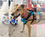 Small #1 German Shepherd Dog-Greyhound Mix