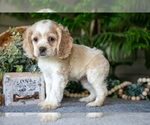 Puppy Daffodil Cocker Spaniel
