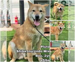Small #1 Shiba Inu Mix