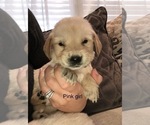 Small Photo #12 Golden Retriever Puppy For Sale in ANAHEIM, CA, USA