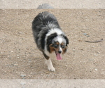 Small Photo #1 Miniature Australian Shepherd Puppy For Sale in FAIRVIEW, SD, USA