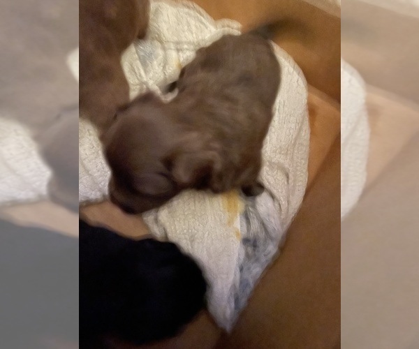 Medium Photo #6 F2 Aussiedoodle-Miniature Australian Shepherd Mix Puppy For Sale in ASHUELOT, NH, USA