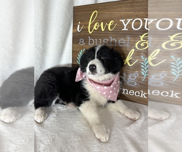 Medium Photo #2 Australian Shepherd Puppy For Sale in GREENFIELD, IN, USA