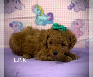 Poodle (Toy) Puppy for sale in WINNSBORO, LA, USA