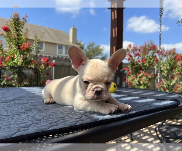 Medium Photo #14 French Bulldog Puppy For Sale in ROUND ROCK, TX, USA