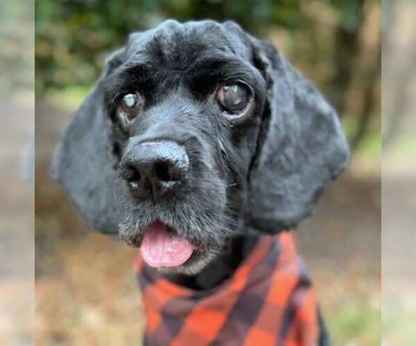 Medium Photo #3 Cocker Spaniel Puppy For Sale in Arlington, VA, USA