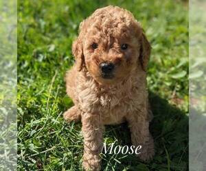 Goldendoodle (Miniature) Puppy for sale in WITHEE, WI, USA
