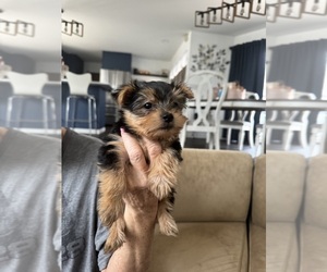 Morkie Puppy for sale in ENID, OK, USA