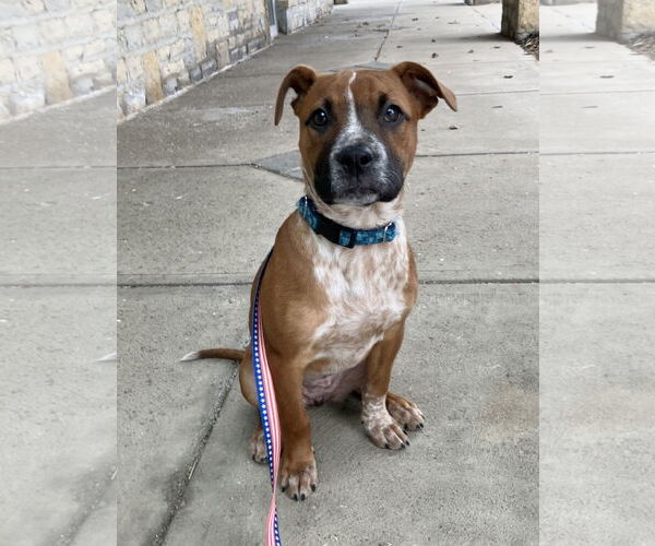 Medium Photo #2 Boxer-Unknown Mix Puppy For Sale in Dublin, OH, USA